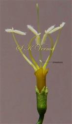  Didynamous Stamens , Staminode and Pistil